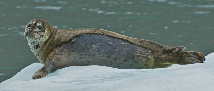 26 Glacier Cruise - Anchorage Alaska - Wildlife
